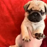 パグ【三重県・女の子・2025年1月6日・フォーン】の写真1