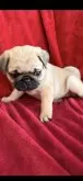 パグ【三重県・女の子・2025年1月6日・フォーン】の写真2