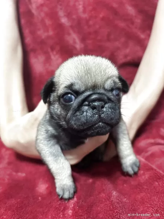 パグ【三重県・女の子・2025年9月9日・フォーン】ハイクオリティ