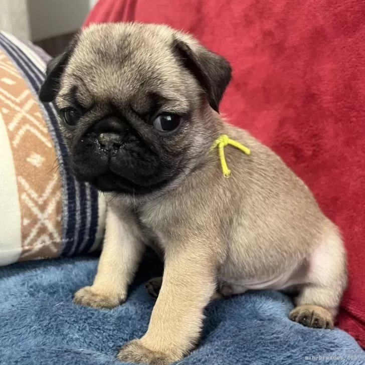 ジャッキー 様のお迎えした子犬