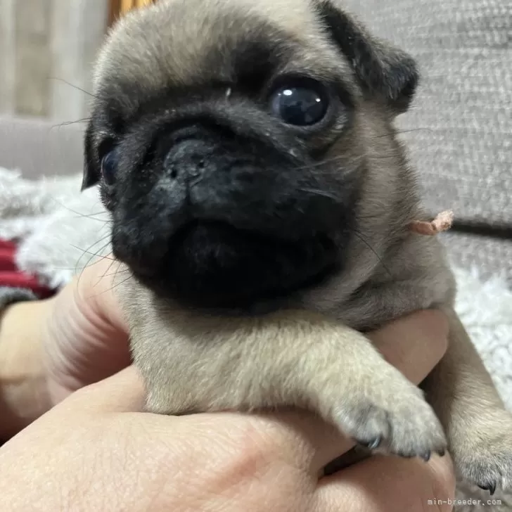 ID:2402-05835の子犬