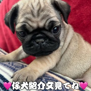パグ【三重県・男の子・2024年1月31日・フォーン】の写真「7匹兄妹で1番構ってちゃん❣️❣️」