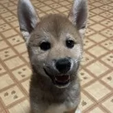 柴犬(標準サイズ)【茨城県・男の子・2025年7月24日・赤】の写真2「とっても元気だよ」