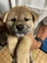 柴犬(標準サイズ)【茨城県・男の子・2025年7月24日・赤】の写真7