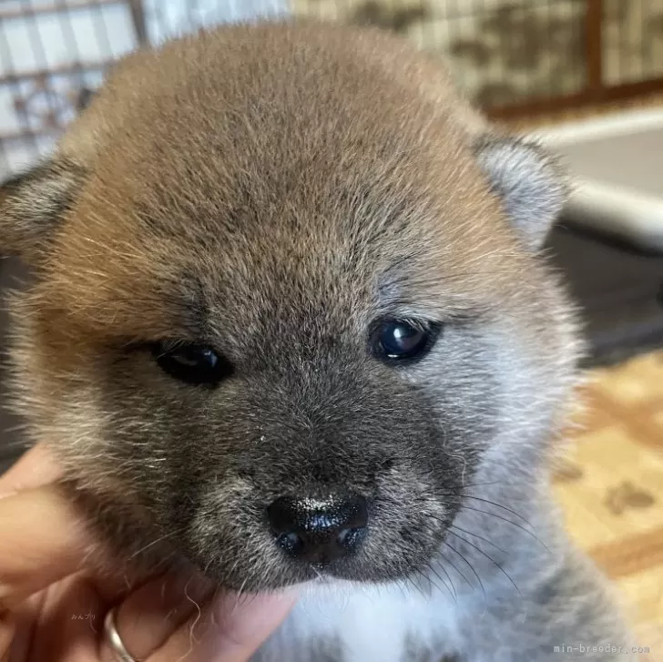 ID：2509-02388の子犬