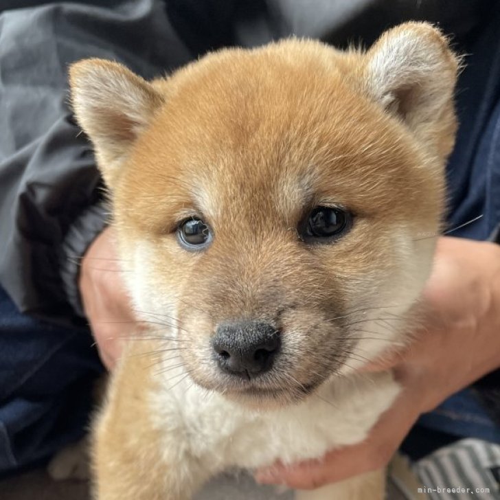 柴犬【埼玉県・女の子・2025年4月2日・赤】父親JKCチャンピオン