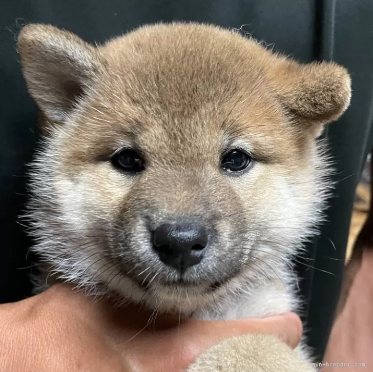 ID:2506-02009の子犬