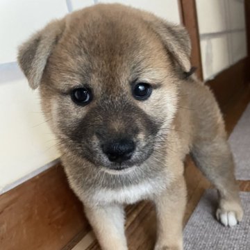 柴犬(標準サイズ)【茨城県・男の子・2025年7月24日・赤】の写真「元気いっぱいな男の子です⭐︎」