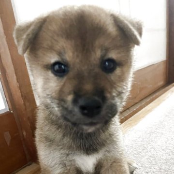 柴犬(標準サイズ)【茨城県・女の子・2025年7月24日・赤】の写真「大人しい女の子です」