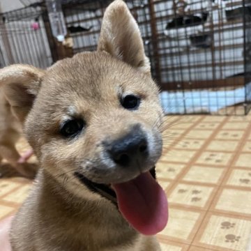 柴犬(標準サイズ)【茨城県・女の子・2025年7月24日・赤】の写真「ママ似で人懐っこい女の子♡」