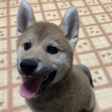 柴犬(標準サイズ)【茨城県・男の子・2025年7月24日・赤】の写真「【期間限定値下げ】人懐っこい男の子⭐︎」
