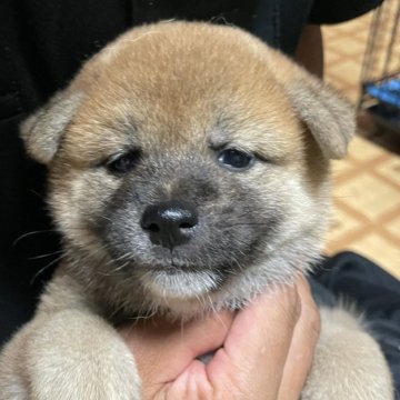 柴犬(標準サイズ)【茨城県・男の子・2025年7月24日・赤】の写真「凛々しい顔立ちの男の子です」