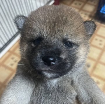 柴犬(標準サイズ)【茨城県・女の子・2025年7月24日・赤】の写真「優しい顔立ちの女の子」