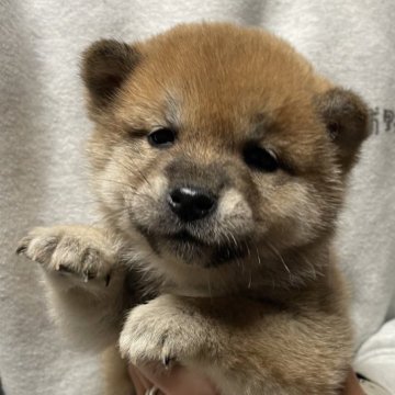 柴犬(標準サイズ)【茨城県・女の子・2025年10月20日・赤】の写真「小ぶりでたぬき顔な女の子♡」