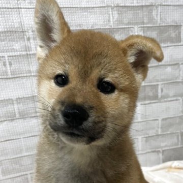 柴犬(標準サイズ)【茨城県・男の子・2025年7月24日・赤】の写真「ママ似で優しい顔立ちの男の子⭐︎」