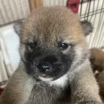 柴犬(標準サイズ)【茨城県・女の子・2025年7月24日・赤】の写真「小ぶりな女の子」