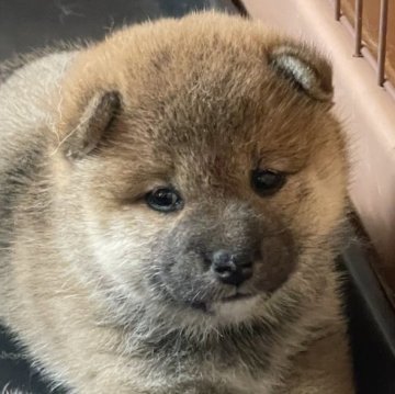 柴犬(標準サイズ)【茨城県・女の子・2025年5月11日・赤】の写真「マイペースで大人しめな女の子♡」
