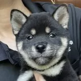柴犬(標準サイズ)