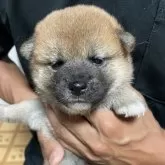 柴犬(標準サイズ)