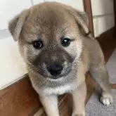 柴犬(標準サイズ)