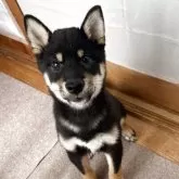 柴犬(標準サイズ)