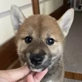 柴犬(標準サイズ)