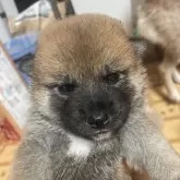 柴犬(標準サイズ)