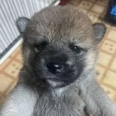柴犬(標準サイズ)