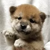 柴犬(標準サイズ)