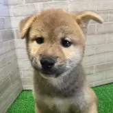 柴犬(標準サイズ)
