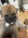 柴犬(標準サイズ)【茨城県・男の子・2025年7月24日・赤】の写真15