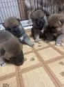 柴犬(標準サイズ)【茨城県・女の子・2025年7月24日・赤】の写真7