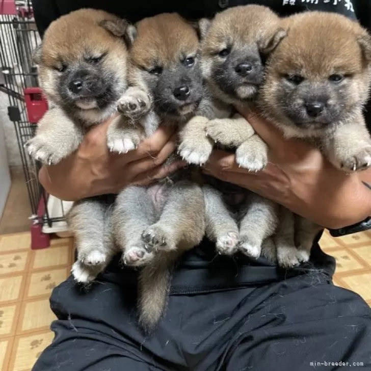 仔犬ページ 柴犬【茨城県・男の子・2025年7月24日・赤】凛々しい顔立ちの