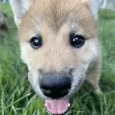 柴犬(標準サイズ)【茨城県・男の子・2025年7月24日・赤】の写真7
