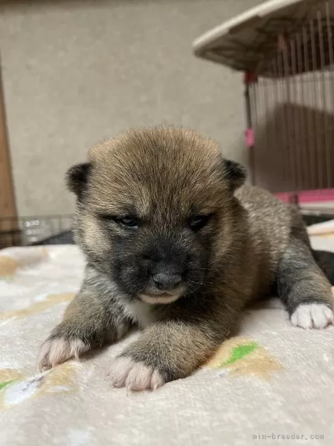 柴犬【茨城県・女の子・2025年10月20日・赤】愛らしいお顔の女の子