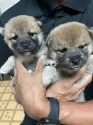 柴犬(標準サイズ)【茨城県・女の子・2025年7月24日・赤】の写真4「姉妹犬（左の子です）」