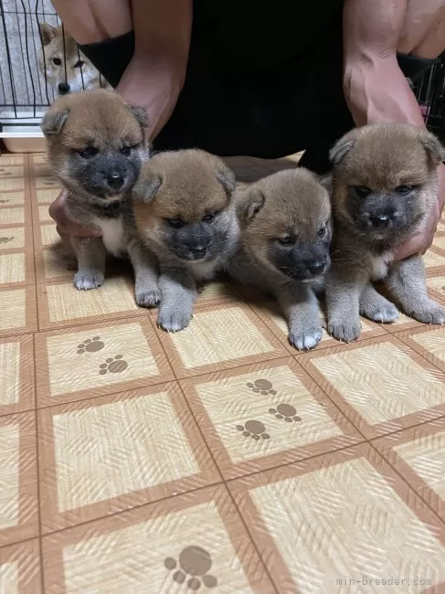 仔犬ページ 柴犬【茨城県・男の子・2025年7月24日・赤】凛々しい顔立ちの