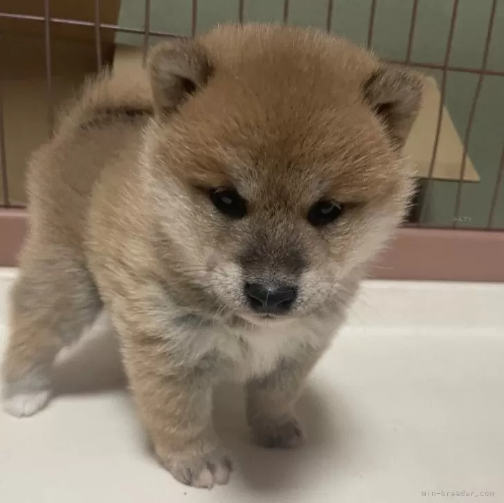 ID:2404-02689の子犬