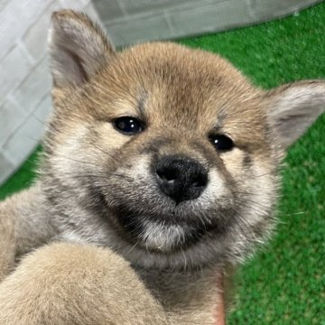 柴犬(標準サイズ)【茨城県・男の子・2024年3月10日・赤】の写真「赤柴くん⭐︎③」