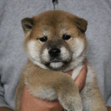 柴犬(標準サイズ)【茨城県・女の子・2023年9月21日・赤】の写真「クリスマスセール開催中🎄人懐っこく、元気です。」