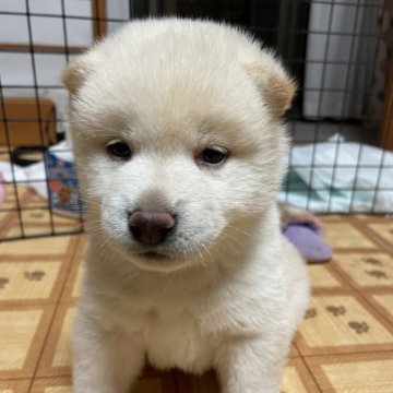 柴犬(標準サイズ)【茨城県・男の子・2024年3月17日・白】の写真「白柴くん⭐︎」