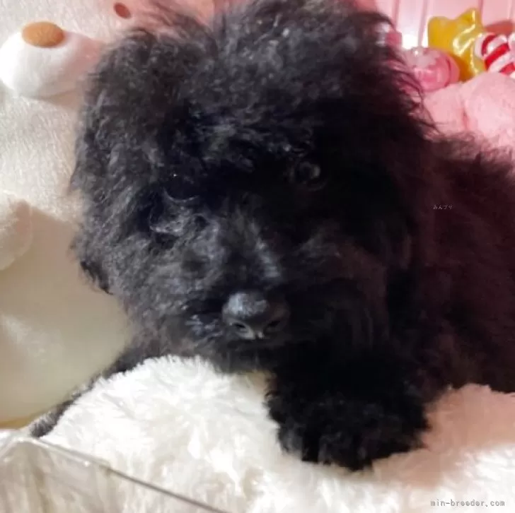 ID:2505-02907の子犬