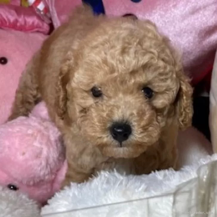 トイプードル(トイ)【富山県・男の子・2025年9月21日・アプリ】の写真1