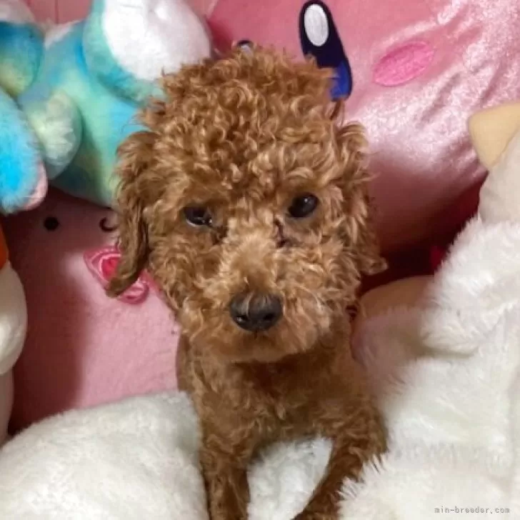 ID:2506-02103の子犬