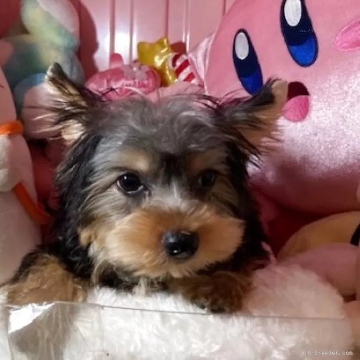 Y.E 様のお迎えした子犬