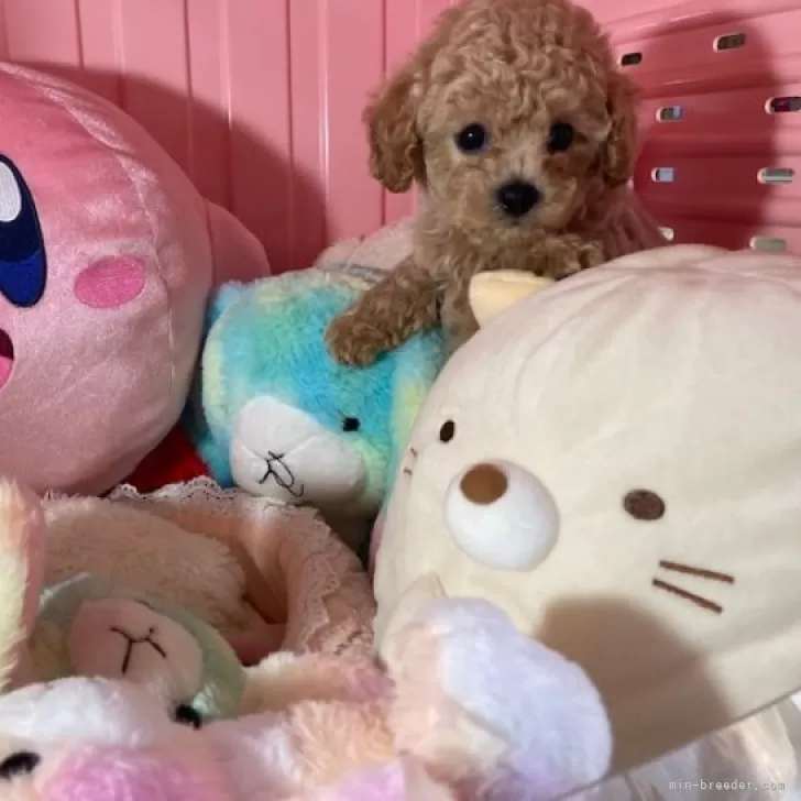 ID:2412-05053の子犬