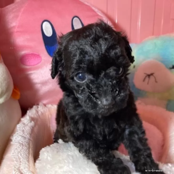 ID:2411-05654の子犬