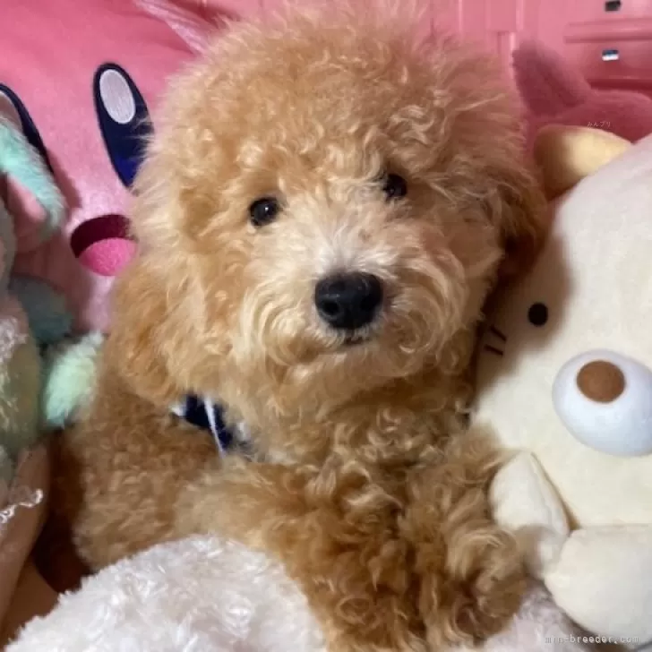 ID：2407-08085の子犬