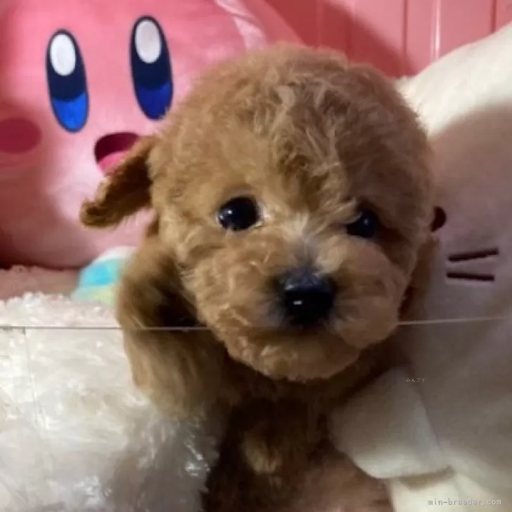 ID：2412-03305の子犬