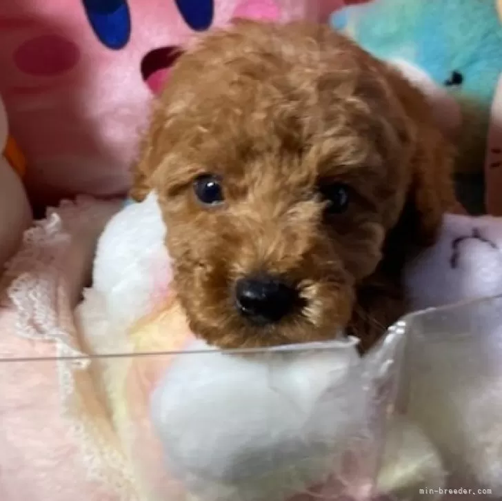 ID：2411-05659の子犬